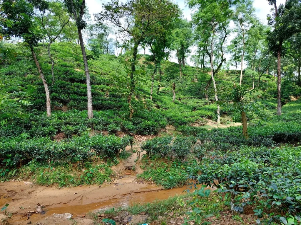 Stunning Malnicherra Tea Estate