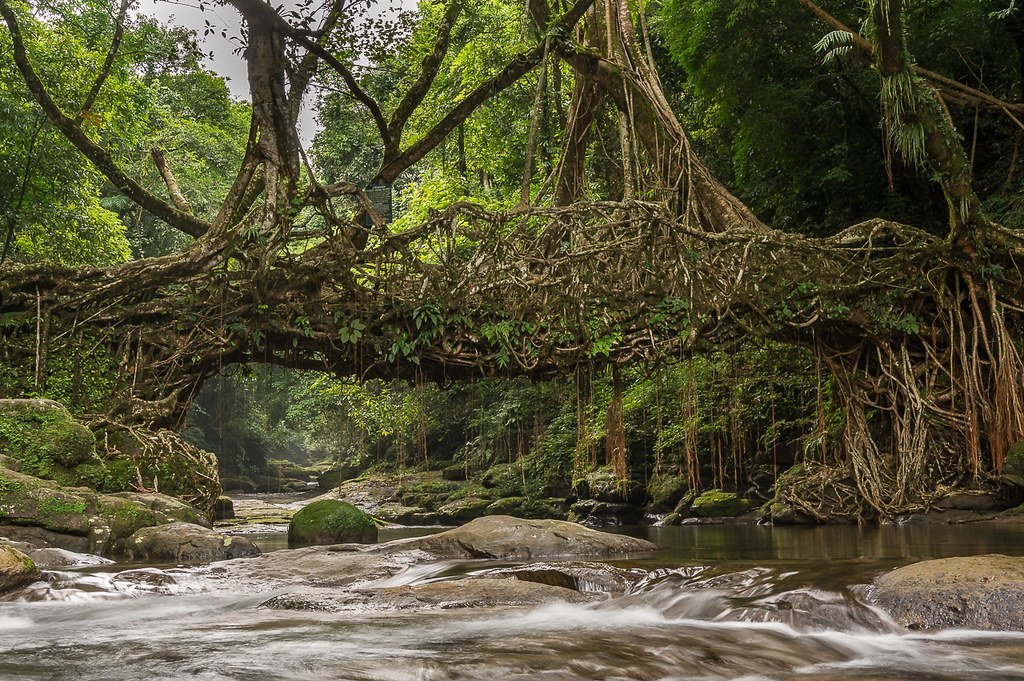 East Khasi Hills Living Root Bridge