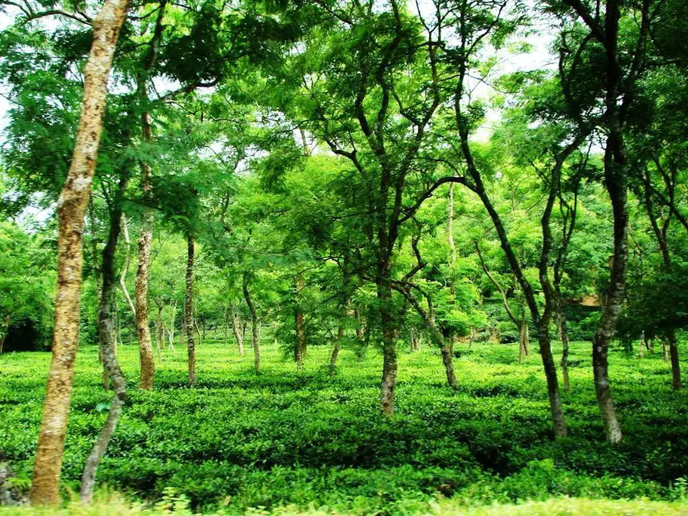 Malnicherra Tea Garden
